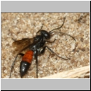 Arachnospila anceps - Wegwespe w004b 7-8mm mit Spinne - OS-Wallenhorst-Sandgrube-det.jpg